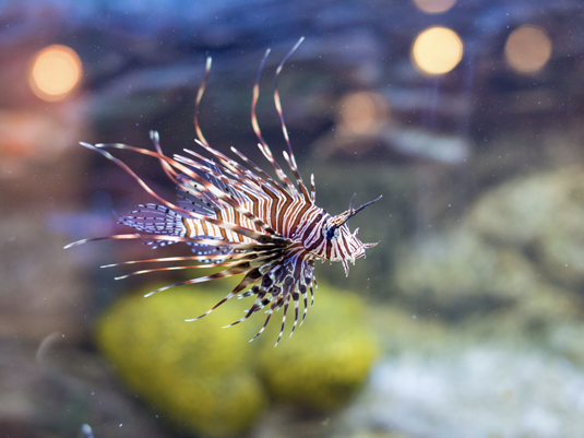 Океанариум города Пореч / Aquarium in Porec