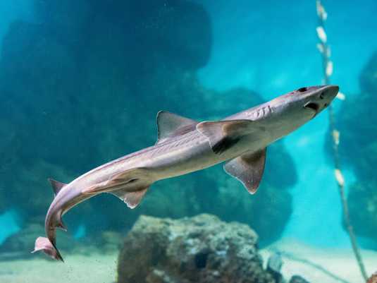 Океанариум города Пула / Aquarium in Pula