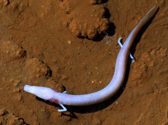 Пещера Баредине. Фото 2