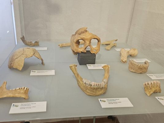 Музей Неандертальца Крапина. Фото 3