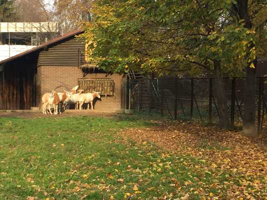 Зоопарк Загреба. Фото 3