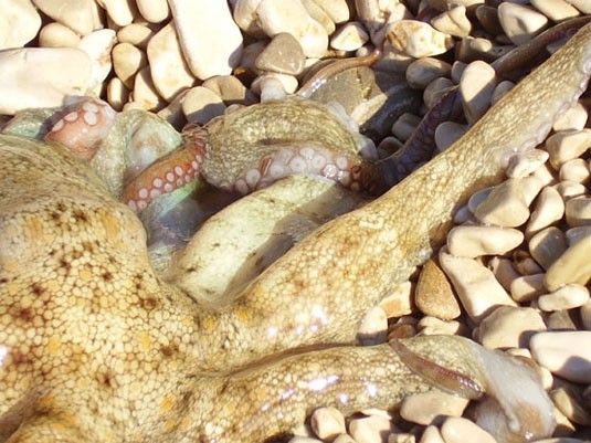 Подводный мир Хорватии