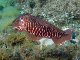 Подводный мир Хорватии Фото 2