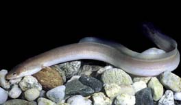 Подводный мир Хорватии Фото 5