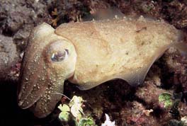 Подводный мир Хорватии Фото 3