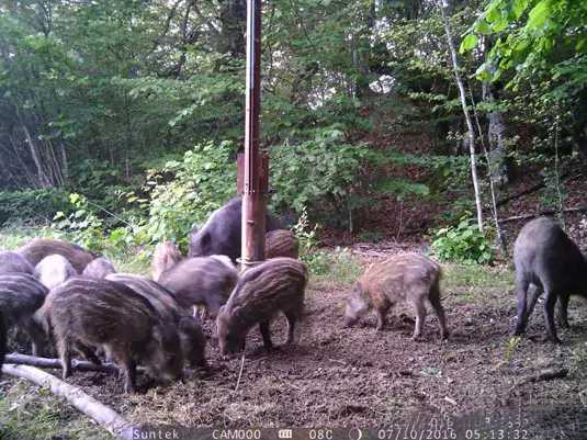 Охота в Хорватии. Фото 3